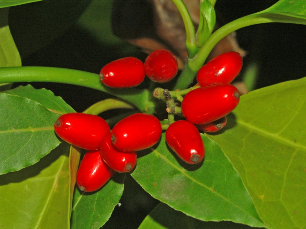 Delle bacche rosse - Aucuba Japonica